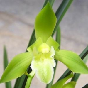温州素蕙兰