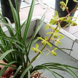 常元梅蕙兰