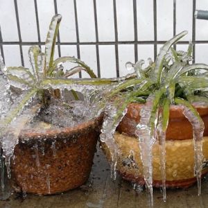 春兰从花苞到开花要多久如何管理