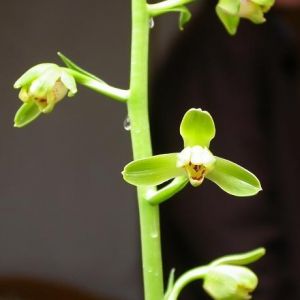 绿蜂巧蕙兰