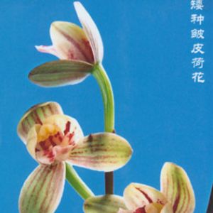 南粤新秀矮种邹皮荷花建兰