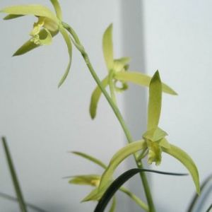 如意素蕙兰