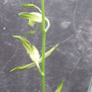 青花瓷墨兰