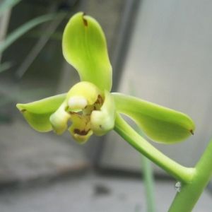 陈留绿梅蕙兰