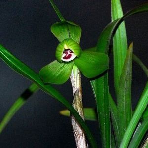 美芬荷春兰