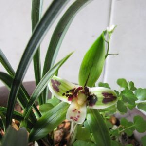 剡溪蕊蝶春兰