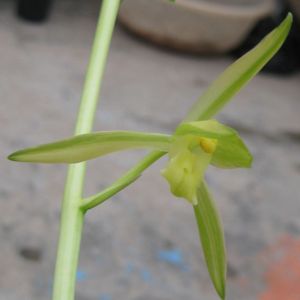 白玉素锦墨兰