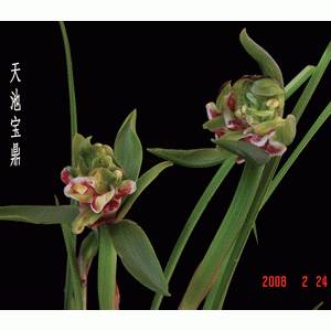 天池宝鼎春兰