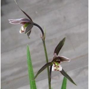紫花寒兰