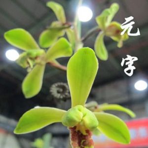 元字蕙兰