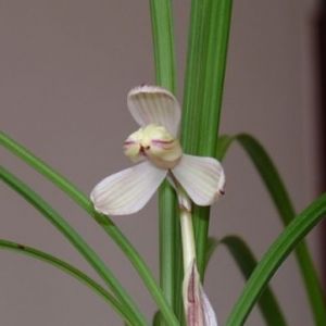 滇梅(包草)莲瓣