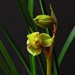 一品荷春剑