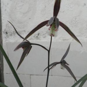 紫秀寒兰