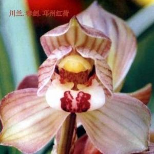 邛州红荷春剑