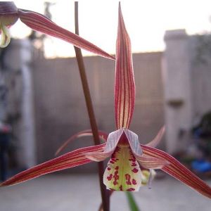 红花寒兰