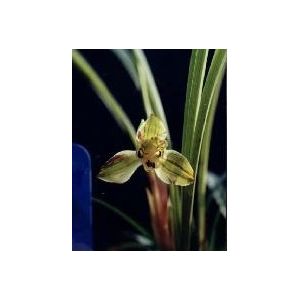 荆楚彩梅春兰品种介绍与鉴赏