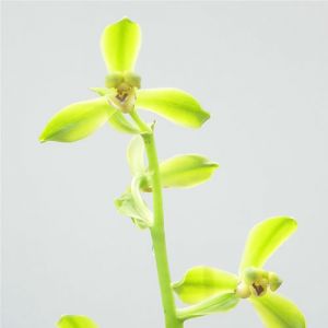 新华梅蕙兰