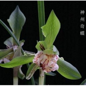 神州奇蝶春兰