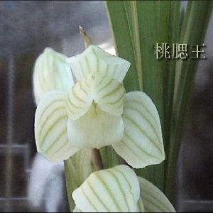 桃腮王莲瓣
