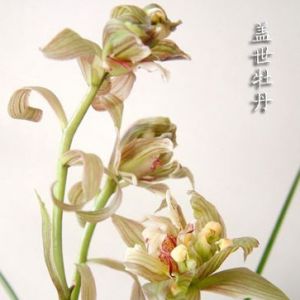 盖世牡丹春剑