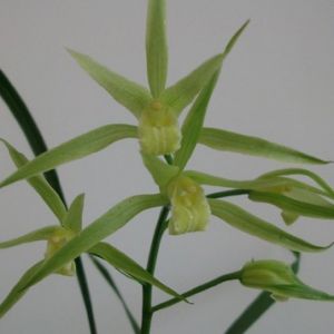 素花寒兰