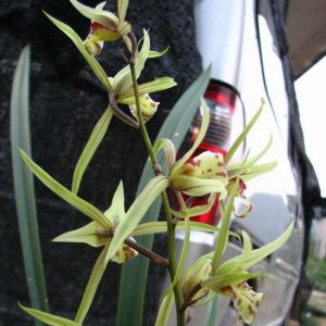 黄花寒兰