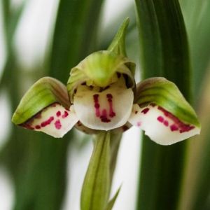 蝴蝶龙春兰