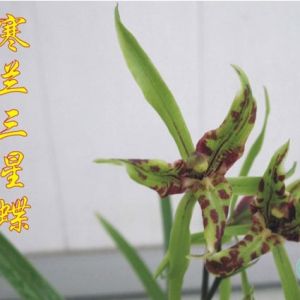 三星蝶寒兰