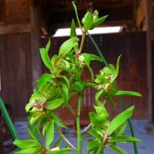 群英荟萃蕙兰