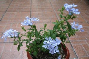 蓝雪花冬天怎么养