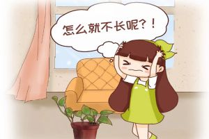 绿萝君子兰…长太慢？学2招，蹭蹭爬上墙，叶子绿得冒油...