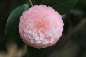 茶花花期怎么养护