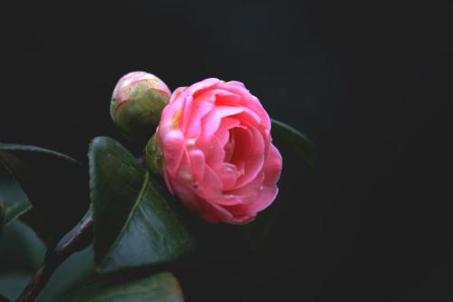茶花叶子打卷干枯怎么办