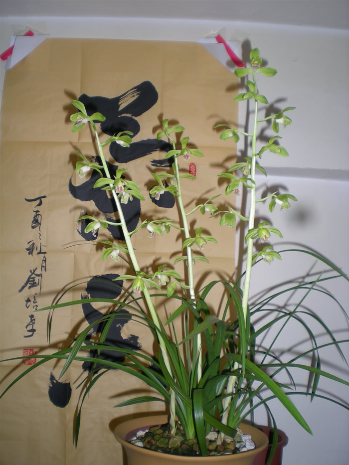 蕙兰大一品2018