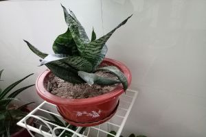 虎皮兰多久浇一次水