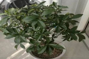 用这水一浇，栀子黄叶变绿叶，蹭蹭猛开花，邻居看了都眼...