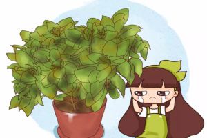 刚买的栀子总发黄？学1招，3天黄叶变绿叶，花朵咕噜噜...