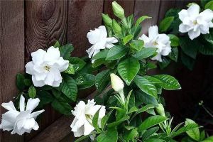 栀子花怎么爆盆