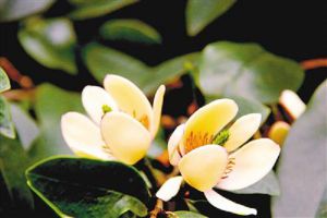 含笑花叶子发黑怎么办