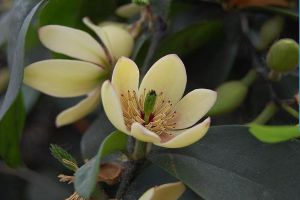 含笑花怎么修剪