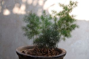 蓬莱松有毒吗