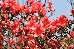 杜鹃花的寓意和象征