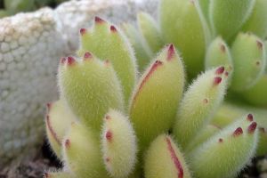 熊童子多久浇一次水