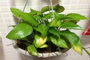 氮磷钾肥还用花钱买？自己做方便又便宜，用了花苞呼呼冒...