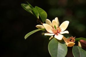 含笑花怎么养开花多