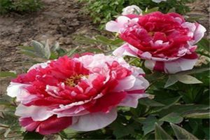 牡丹花为什么不能进家
