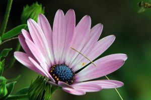 蓝目菊怎么浇水