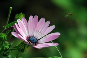 蓝目菊叶子发黄怎么办