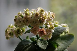 长寿花怎样养才能爆盆