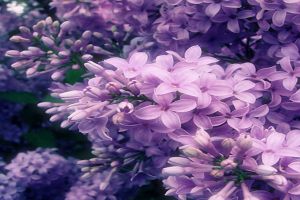 丁香叶子发黑怎么办